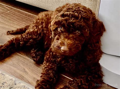 Little Teton Doodles Our Little Teacup Cockapoo Litter Is Almost Ready To Go Home Have You Seen