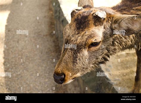 Sika Deer in Nara, Japan Stock Photo - Alamy