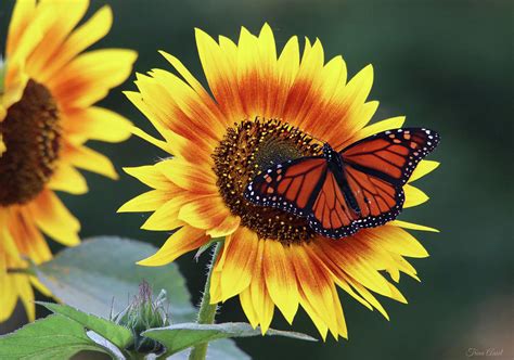 Beautiful Sunflower With Monarch Butterfly Photograph By Trina Ansel Fine Art America