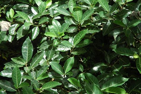 Ficus Septica Moraceae Image At Phytoimages Siu Edu