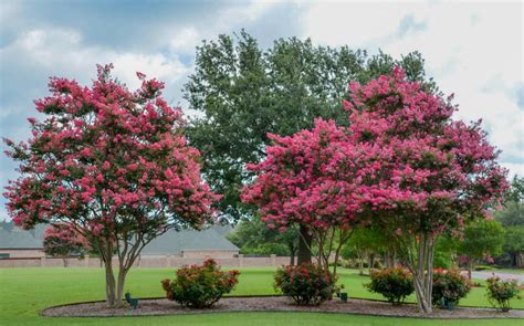 Lee Ann Torrans Gardening Landscaping Design With Crape Myrtles