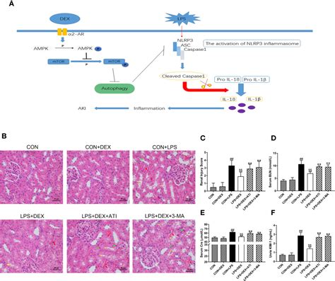 Frontiers Dexmedetomidine Enhances Autophagy Via Ar Ampk Mtor