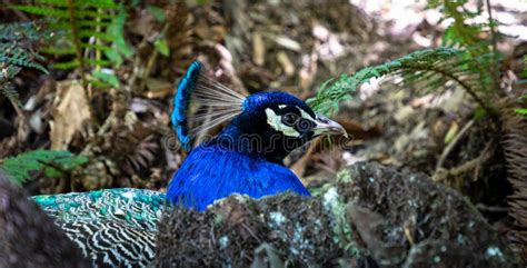 Peacocks in Cataract Gorge, Launceston, Tasmania, Australia Stock Photo ...