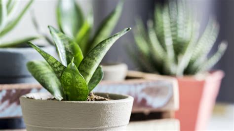 Ter Estas Plantas Trazem Prosperidade Em Casa Confira