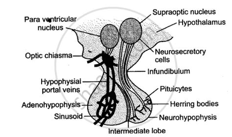 Sketch and label the V. S. of pituitary gland. - Biology | Shaalaa.com