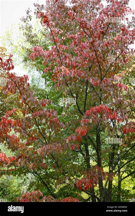 Cornus Kousa Fall Leaves Hi Res Stock Photography And Images Alamy