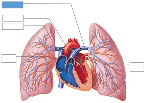 Pulmonary Circulation Flashcards Quizlet