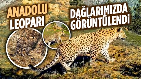 ANADOLU PARSI TEKRAR DAĞLARIMIZDA GÖRÜNTÜLENDİ YouTube