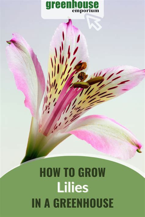 How To Grow Lilies In A Greenhouse Greenhouse Emporium