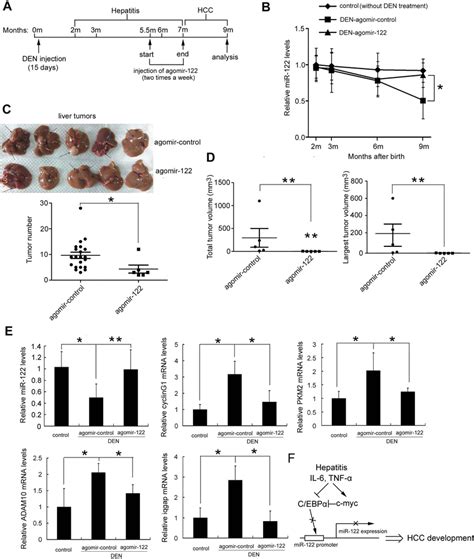 Restoration Of Mir 122 Levels By Agomir 122 Delivery Suppressed