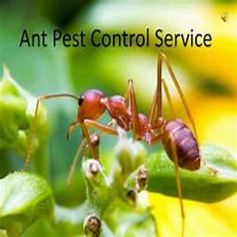 Ant Pest Control Services At Rs 6sq Meter Ants Pest Control Service