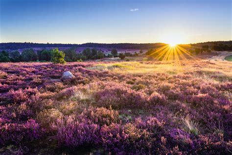 L Neburger Heide Heidschnucken Besuchen Th Ringer Reisen