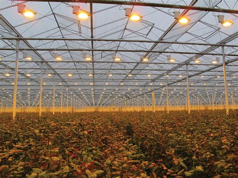 Maximizing Crop Yield Key Factors In Greenhouse Lighting Design