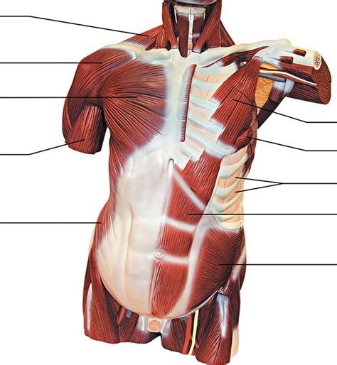 Muscles Of The Trunk Diagram Quizlet