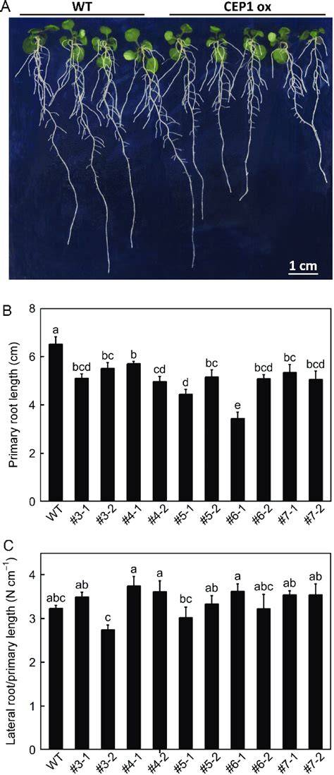 The Root Phenotype Of Arabidopsis Thaliana Col 0 Wild Type And T 3