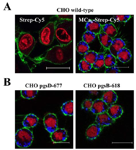 Cell Distribution Of Mca Strep Cy In Living Wild Type Or Mutant Cho