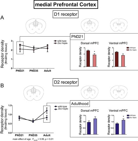 Dcc Haploinsufficiency Regulates Dopamine Receptor Expression Across