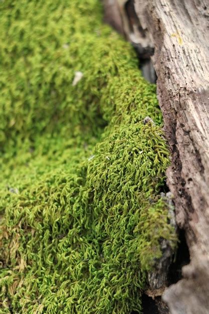 Premium Photo Close Up Of Moss On Rock