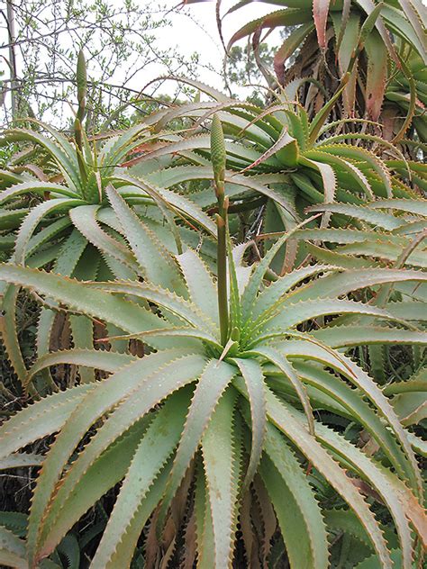 Torch Aloe Aloe Arborescens In Reno Sparks Lake Tahoe Carson City