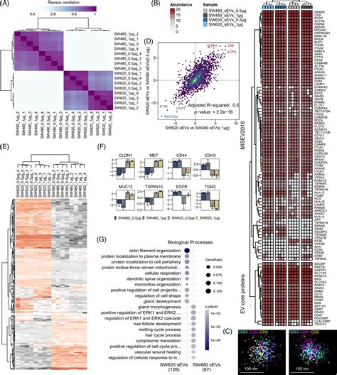 Rapid And Indepth Proteomic Profiling Of Small Extracellular Vesicles