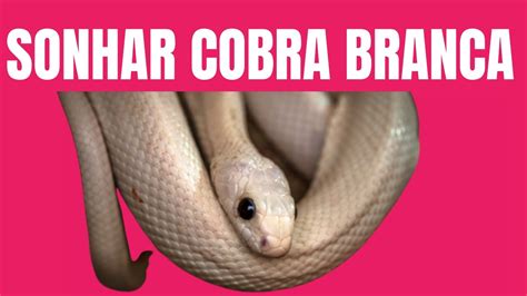 SIGNIFICADO DE SONHAR COBRA BRANCA YouTube