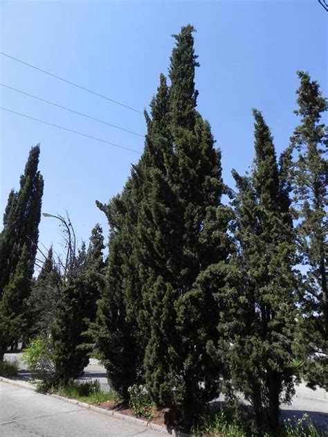 Como Plantar Cipreste Italiano Cupressus Sempervirens