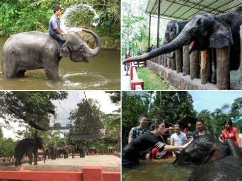 Pusat Konservasi Gajah Kebangsaan Kuala Gandah Tarikan Luar Biasa Di