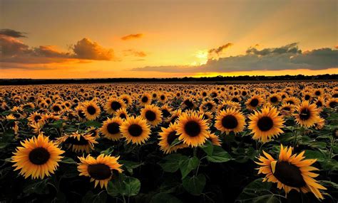 Sunflower Laptop Wallpapers - Top Free Sunflower Laptop Backgrounds ...