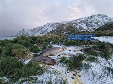 This Week At Macquarie Island 24 June 2022 Australian Antarctic Program