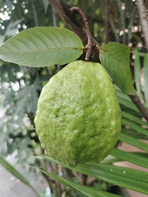 Guava Fruit Tree is Very Beautiful Stock Image - Image of beautiful ...