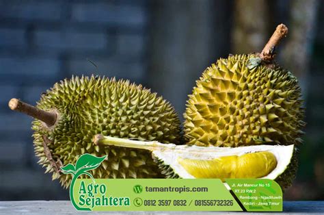 Jual Bibit Benih Durian Musang King Asli TAMANTROPIS