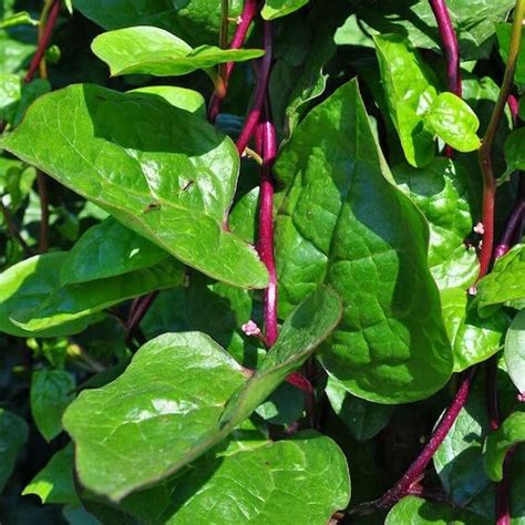 Seeds Basket Giant Malabar Spinach Seeds Poi Ka Saag Basella Alba