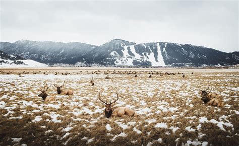 10 Iconic Things That Make Jackson Hole The Iconic Winter Getaway