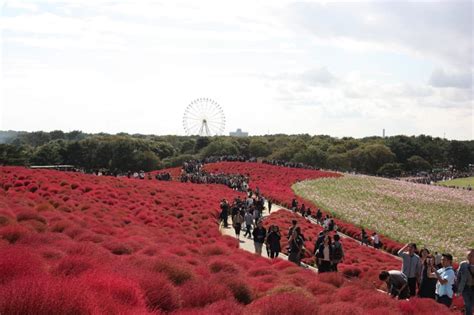 Celebrate the Arrival of Autumn at Hitachi Seaside Park