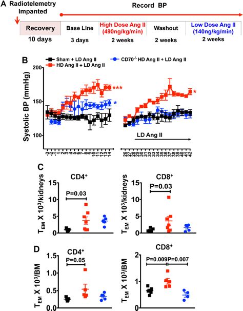 Effect Of Angiotensin Ii Ang Ii On Memory T Cell Infiltration In