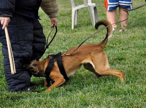 Dog Training Nylon Harness Police K9 Schutzhund Sport Dog Harness - Etsy