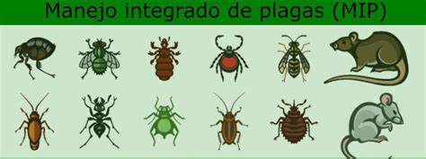 Manejo Integrado De Plagas Y Enfermedades Mip 6 Métodos