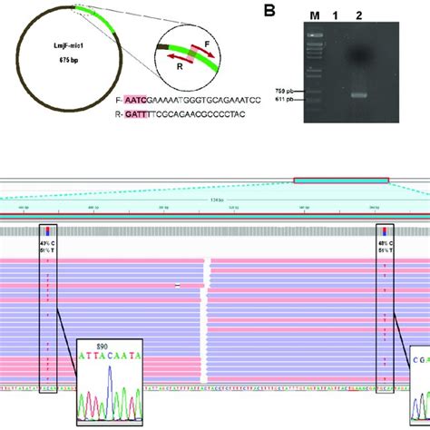 Pcr Validation Of Minicircle Assemblies A Primer Design Scheme Based