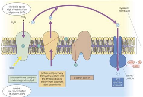 Unit A Photosynthesis And Respiration Flashcards Quizlet