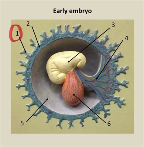 Early Embryo Flashcards Quizlet