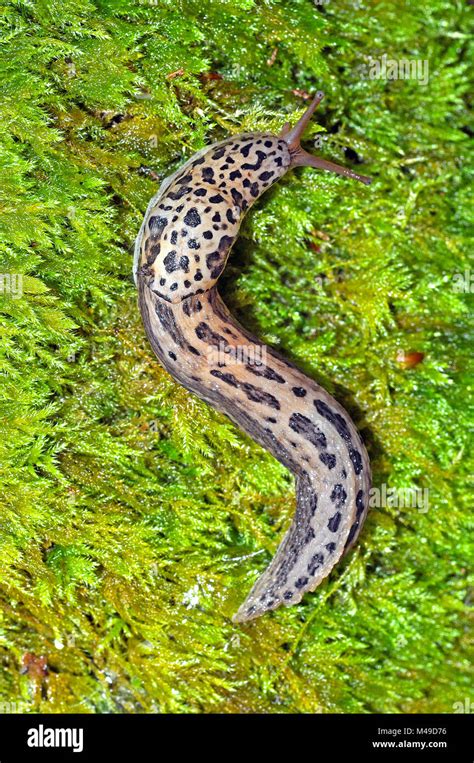 Leopard Slug Limax Maximus Stock Photo Alamy