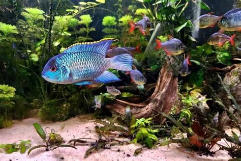 Electric Blue Acara Care Guide For Beginners Aquarium Educate