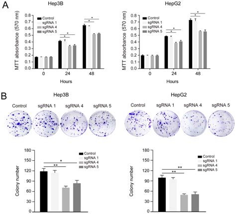 Demethylation Of The HACE1 Gene Promoter Inhibits The Proliferation Of