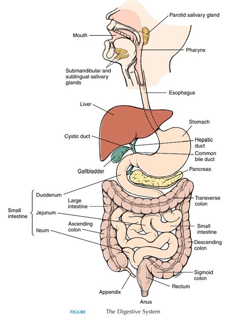 Digestive System Diagram And Functions