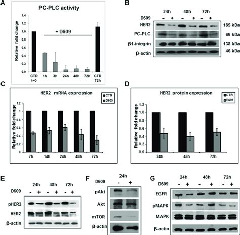 Her2 Downmodulation In Skov3ip Cells Exposed To The Pc Plc Inhibitor