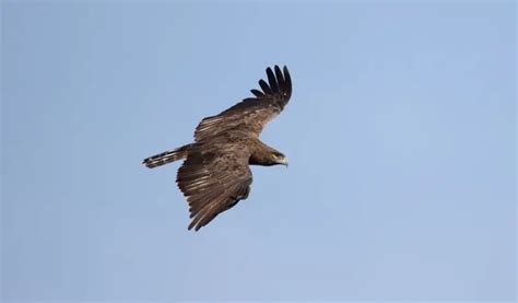 Brown snake eagle - Facts, Diet, Habitat & Pictures on Animalia.bio