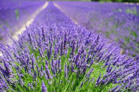 12 Tipos de LAVANDA - Nombres y Fotos