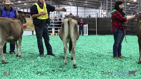 San Antonio Livestock Exposition Jersey Heifers YouTube