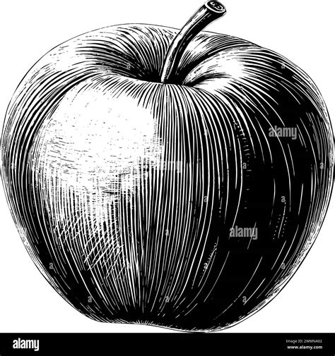 Apple Engraving Hand Drawn Isolated Fruit Stock Vector Image And Art Alamy