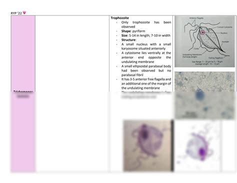 SOLUTION Parasitology Intestinal Flagellates And Protozoa Studypool